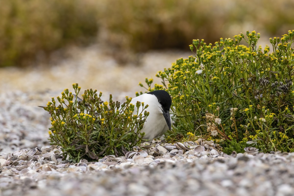 Gull-billed/Australian Tern - Glenda Rees