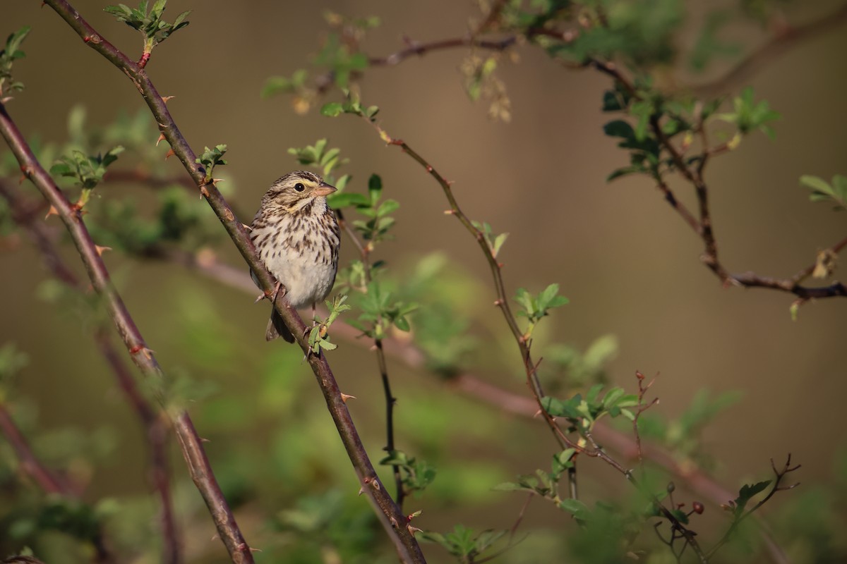 Savannah Sparrow - ML549627141