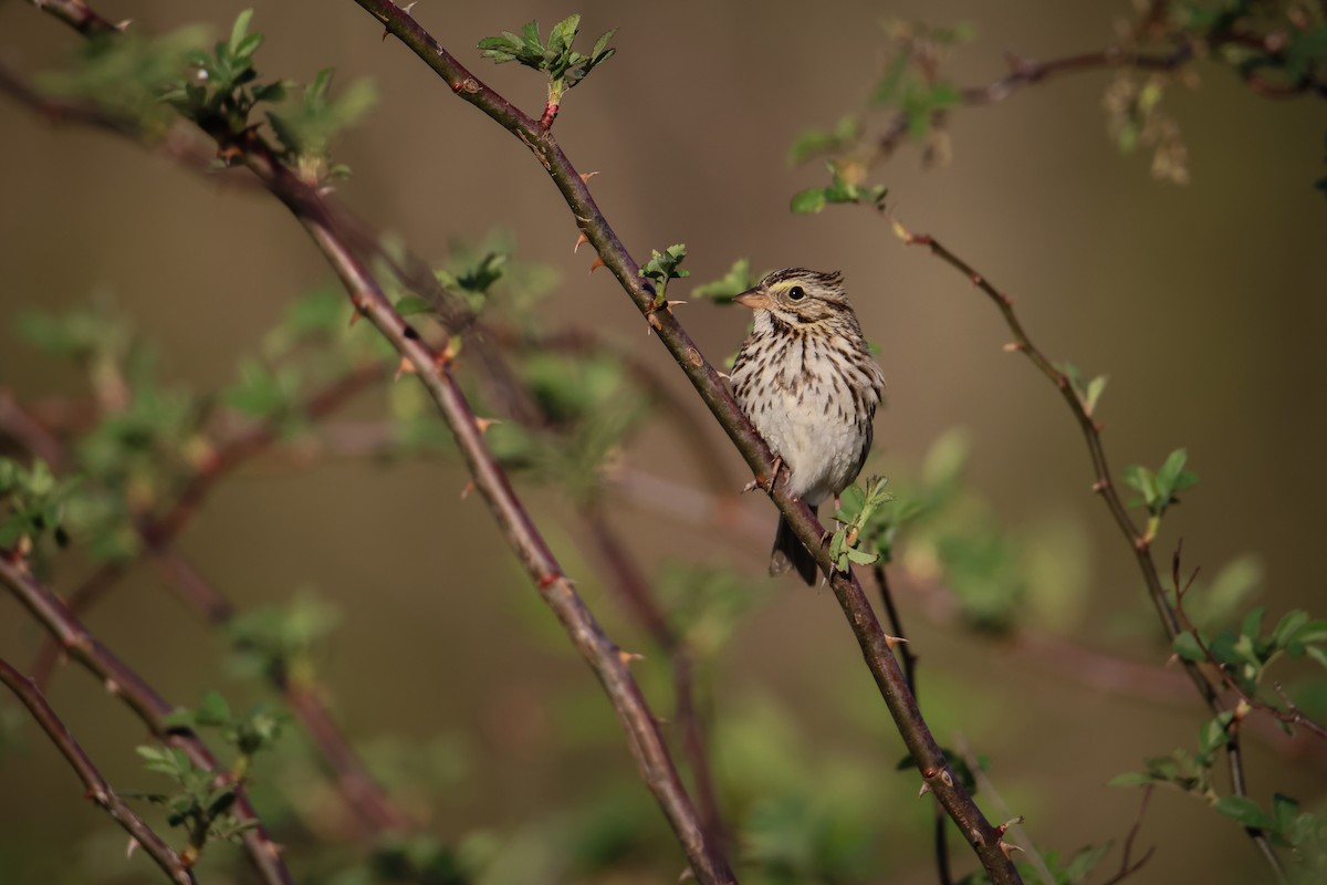 Savannah Sparrow - ML549627151