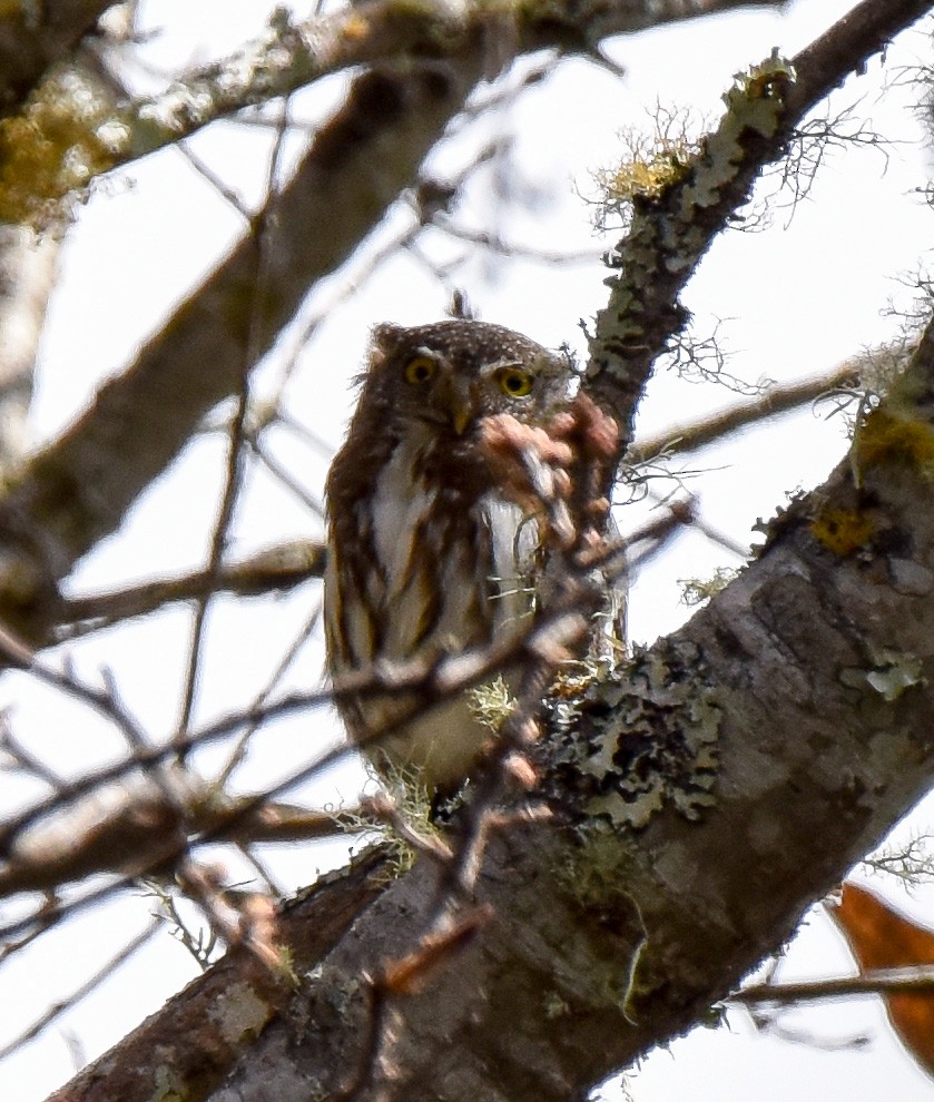 Northern Pygmy-Owl (Guatemalan) - ML54962811