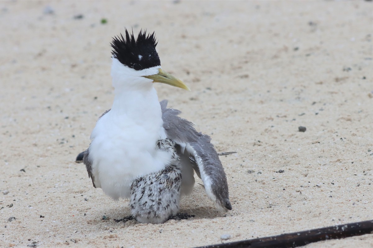 Great Crested Tern - ML549629631