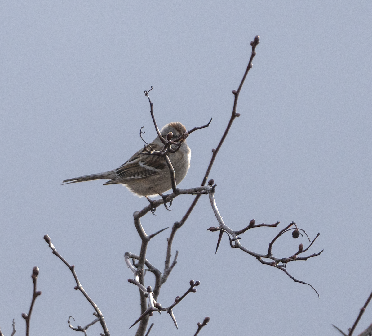 American Tree Sparrow - ML549631341