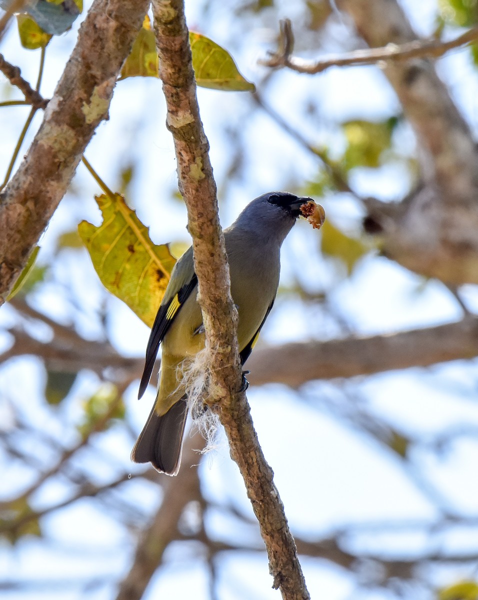 Yellow-winged Tanager - ML54963291