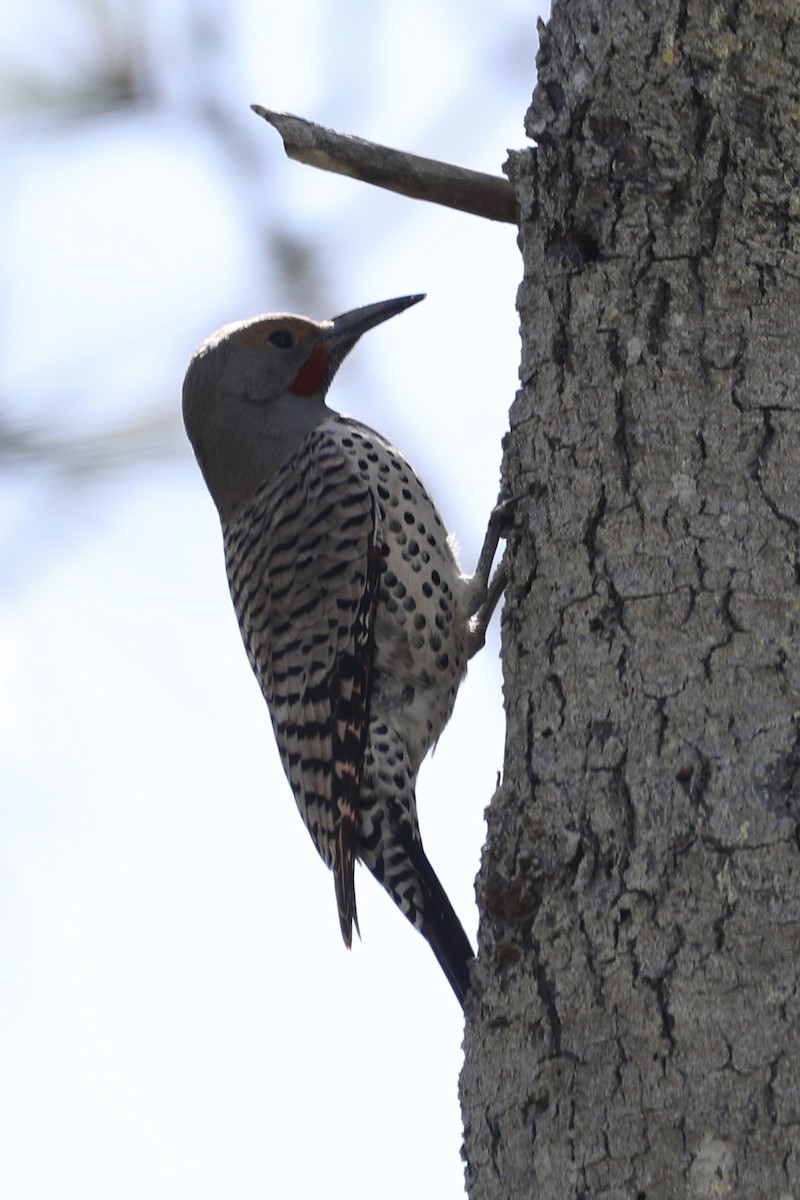 Northern Flicker (Red-shafted) - ML549633291