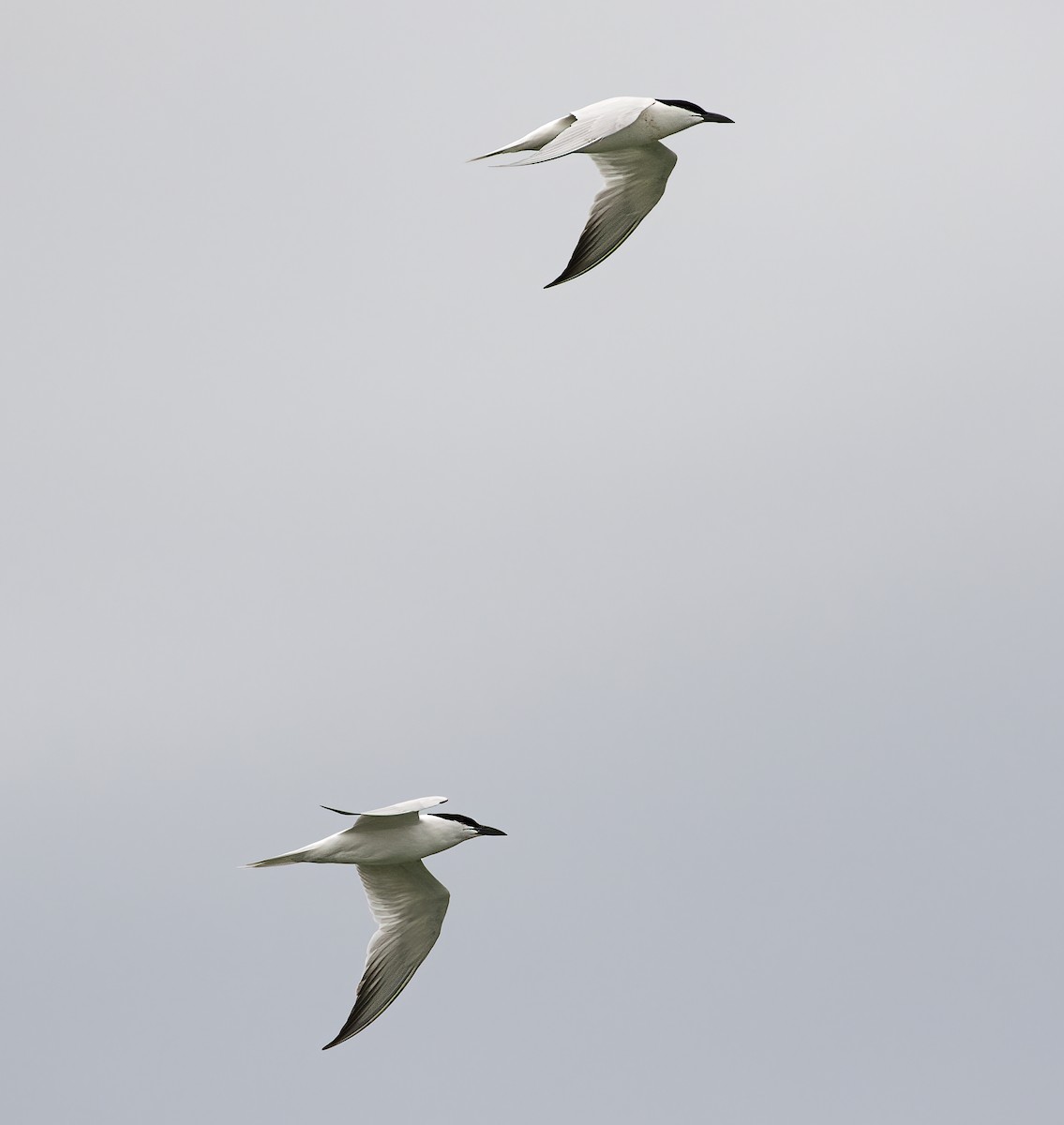 Gull-billed/Australian Tern - Glenda Rees