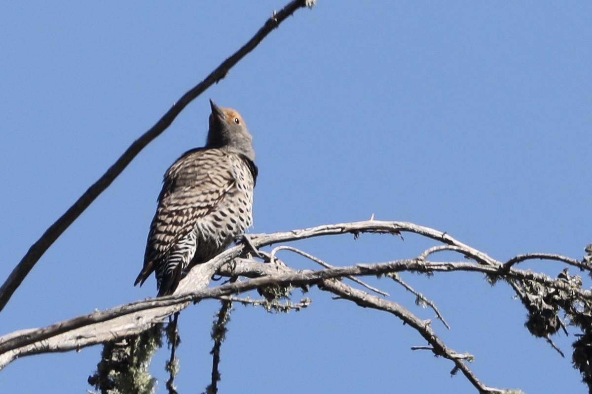 Northern Flicker (Red-shafted) - ML549633551