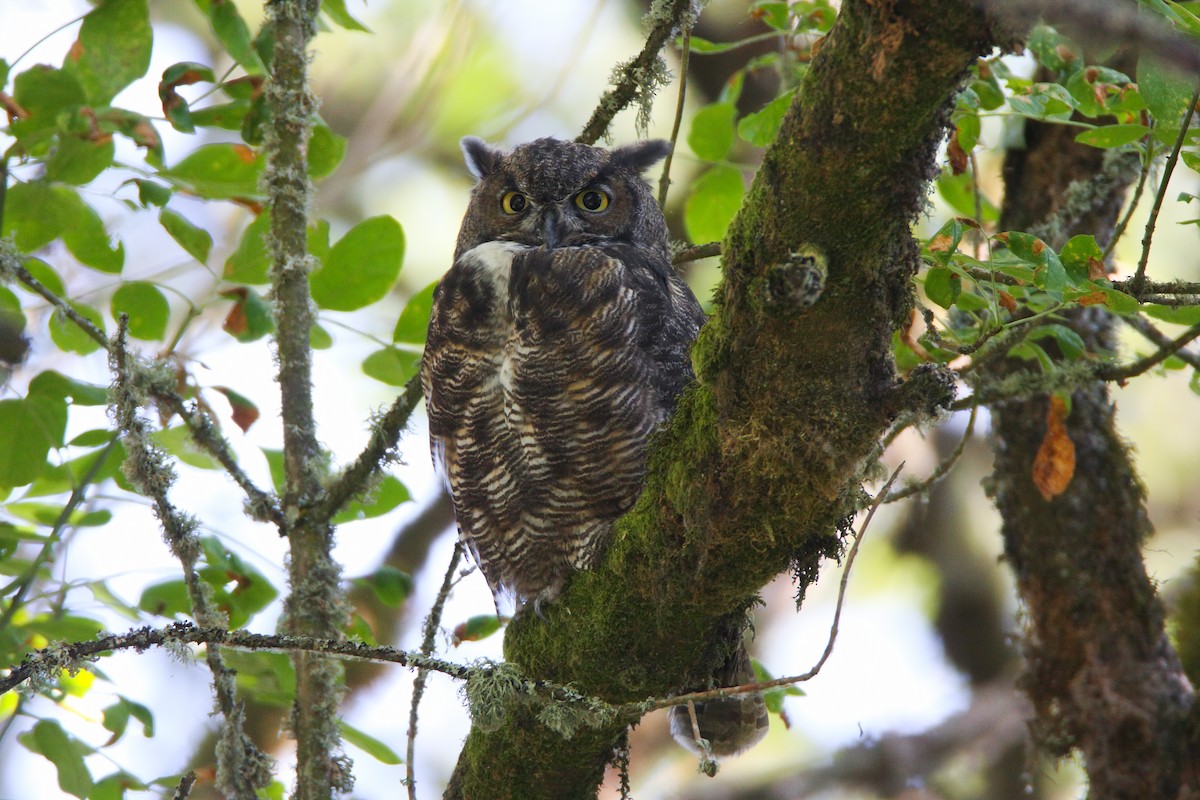 Great Horned Owl - ML549633661