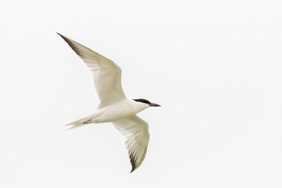 Gull-billed/Australian Tern - ML549634261