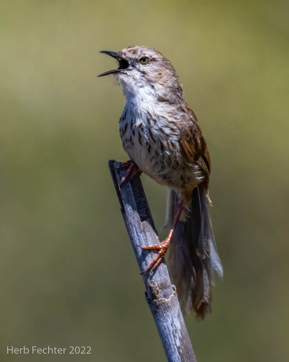 Namaqua Warbler - Herbert Fechter