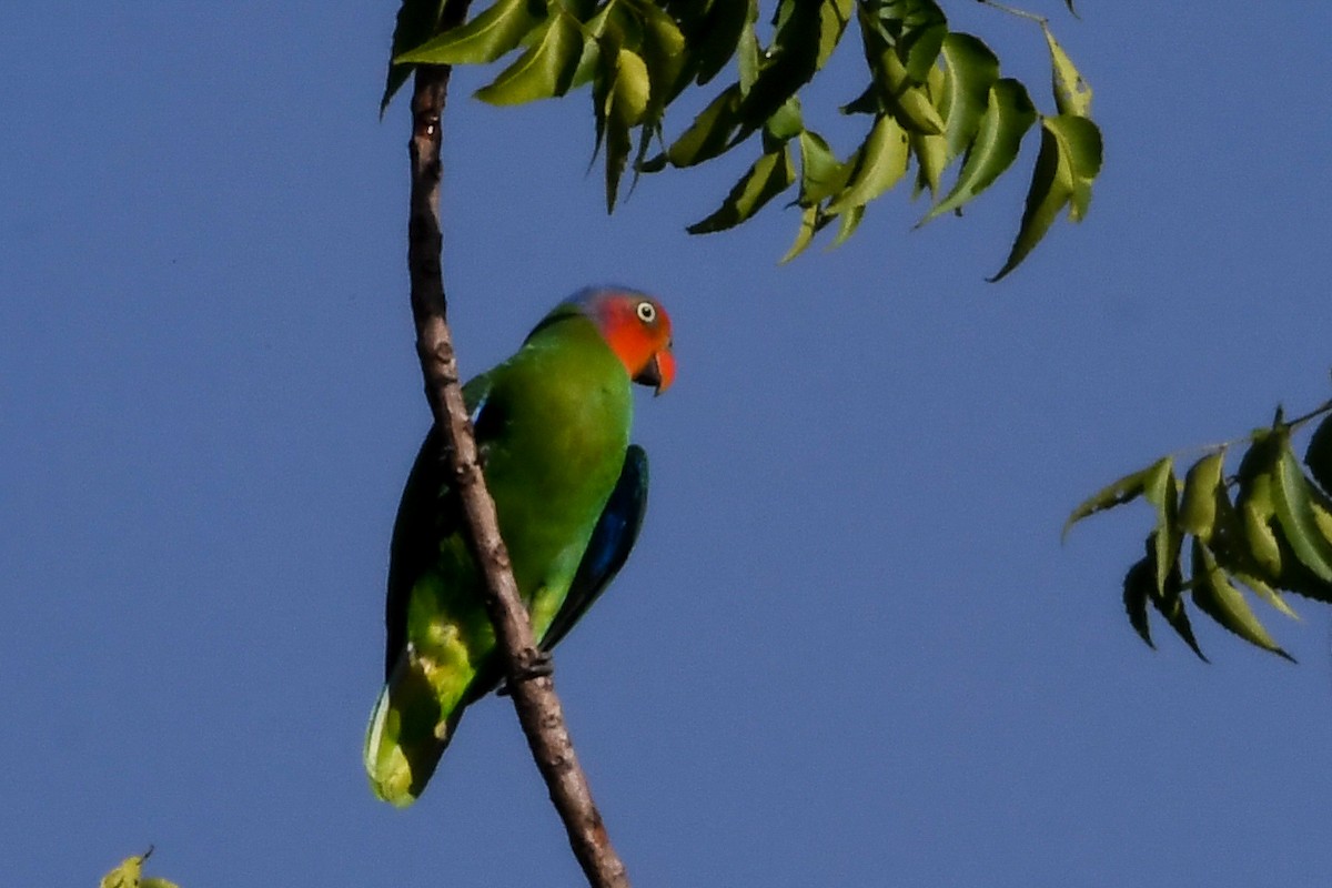 Red-cheeked Parrot - ML549635001