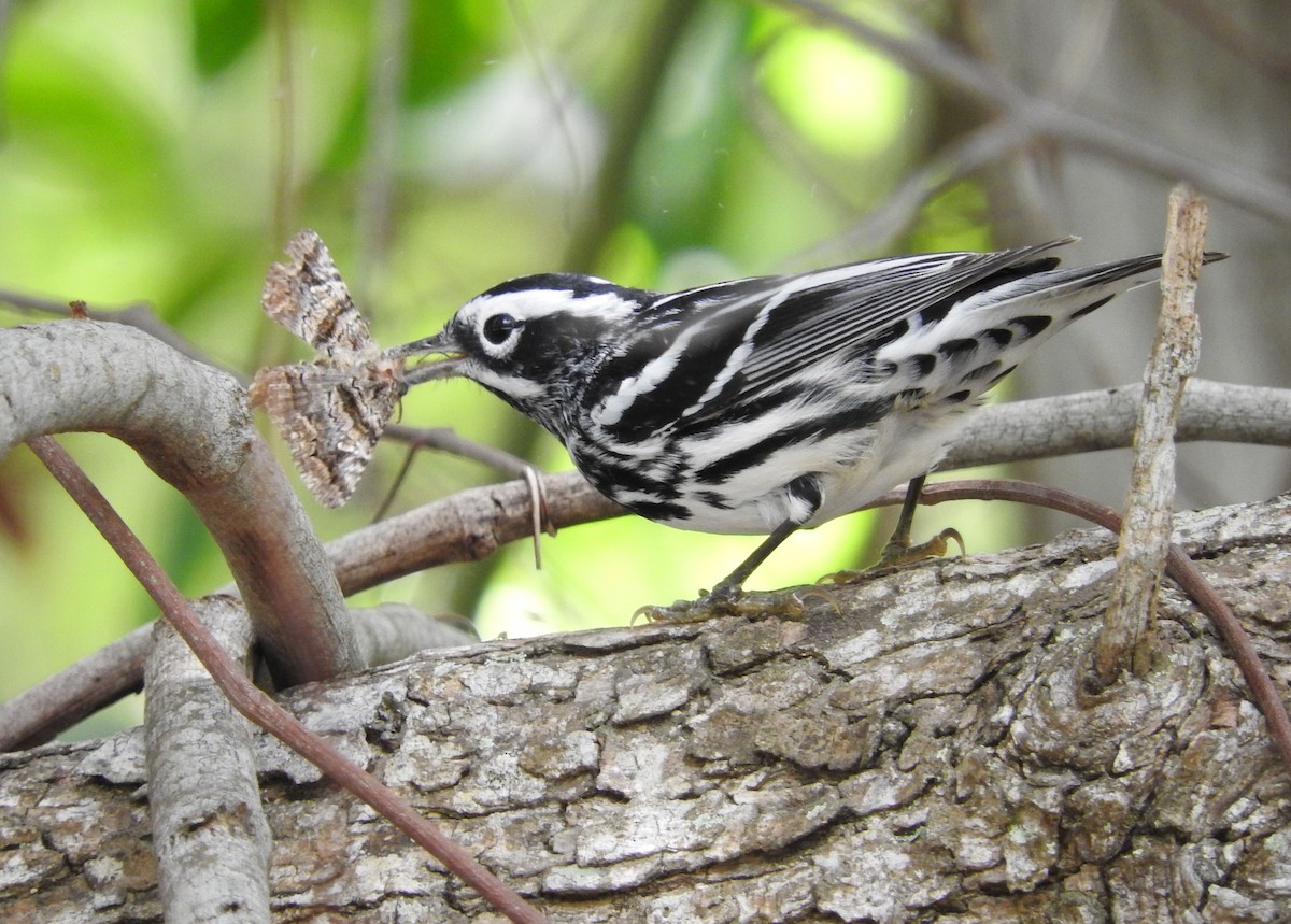 Black-and-white Warbler - Wendy Meehan