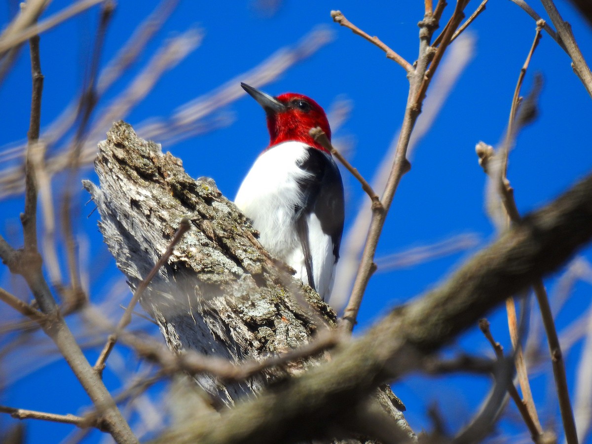 Red-headed Woodpecker - ML549638231