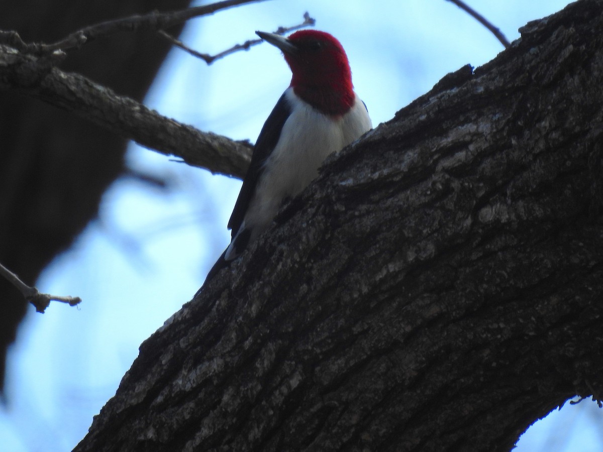 Red-headed Woodpecker - ML549638241