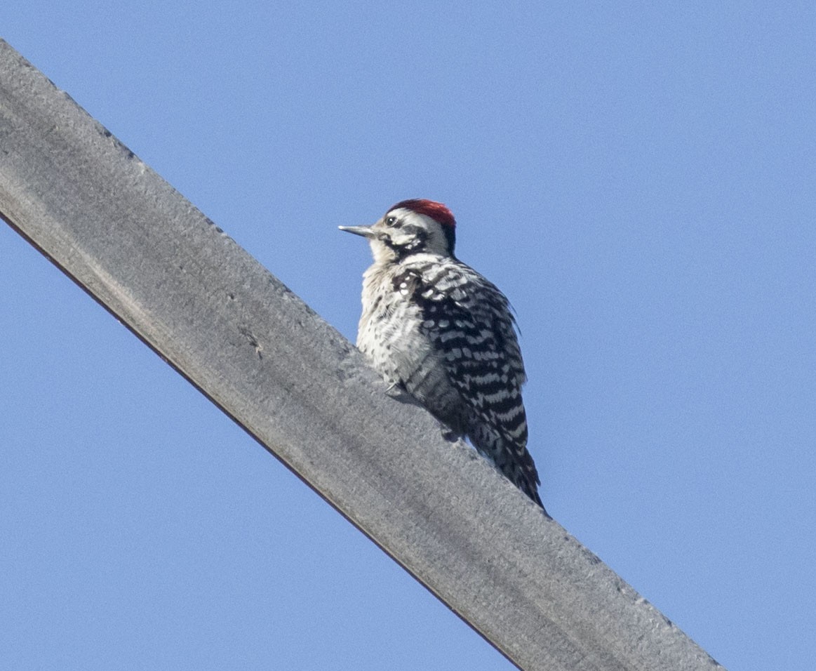 Ladder-backed Woodpecker - Mouser Williams