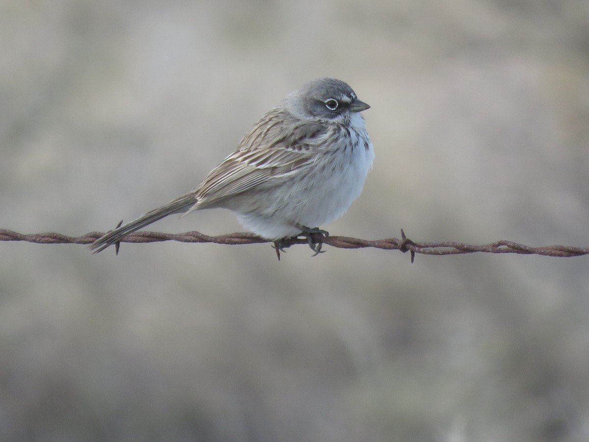 Sagebrush Sparrow - ML549638501