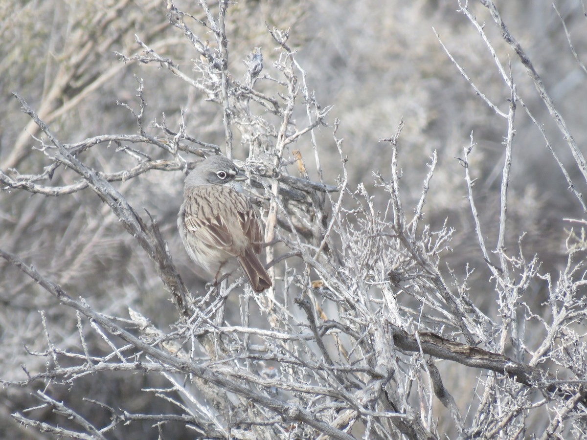 Sagebrush Sparrow - ML549638681
