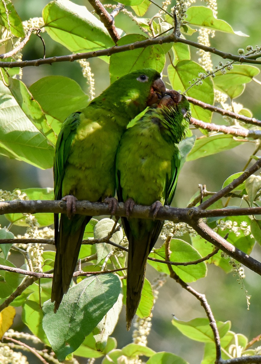 Green Parakeet - ML54964101