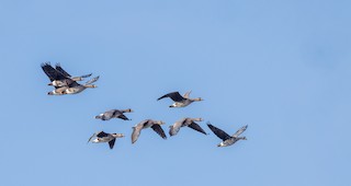 Greater White-fronted Goose, ML549646931
