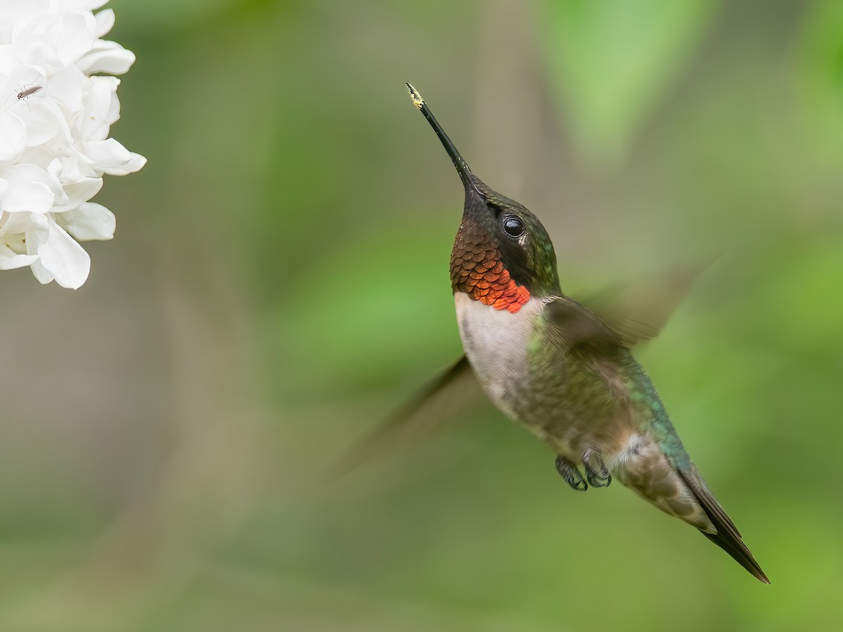 Ruby-throated Hummingbird - Archilochus colubris - Birds of the World