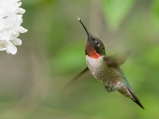  - Ruby-throated Hummingbird