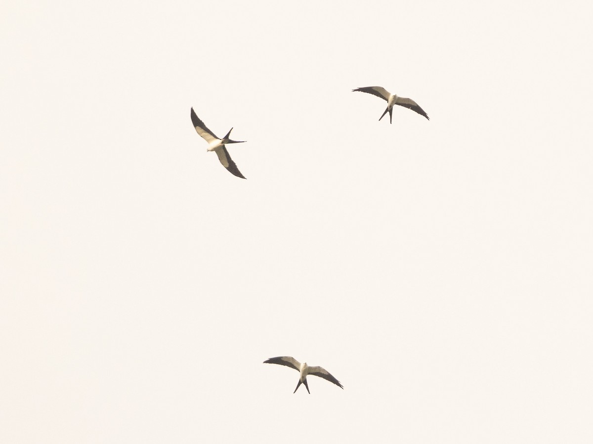 Swallow-tailed Kite - ML549649551