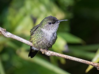 Vervain Hummingbird - Mellisuga minima - Birds of the World