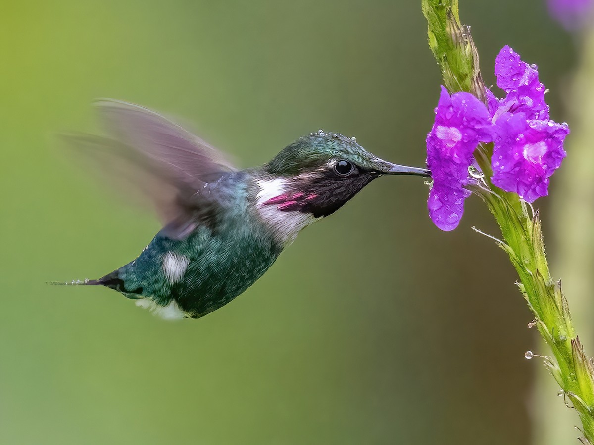 Gorgeted Woodstar - Chaetocercus heliodor - Birds of the World