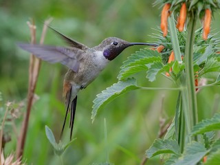  - Oasis Hummingbird