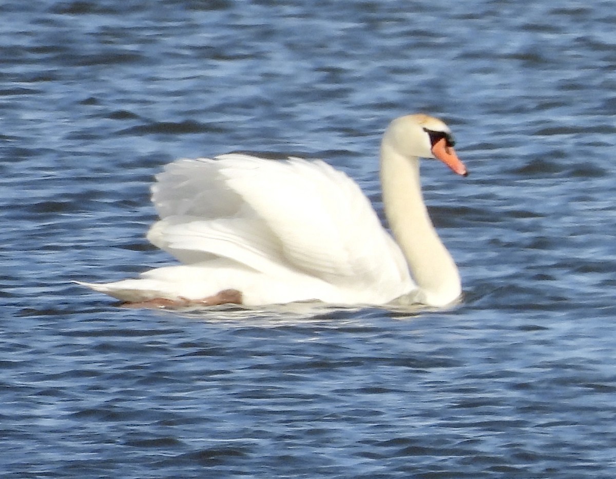 ML549658861 Mute Swan Macaulay Library