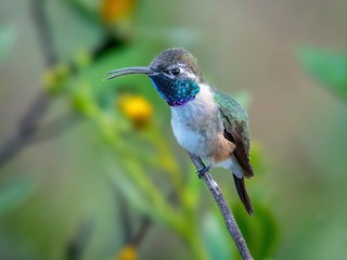  - Purple-collared Woodstar