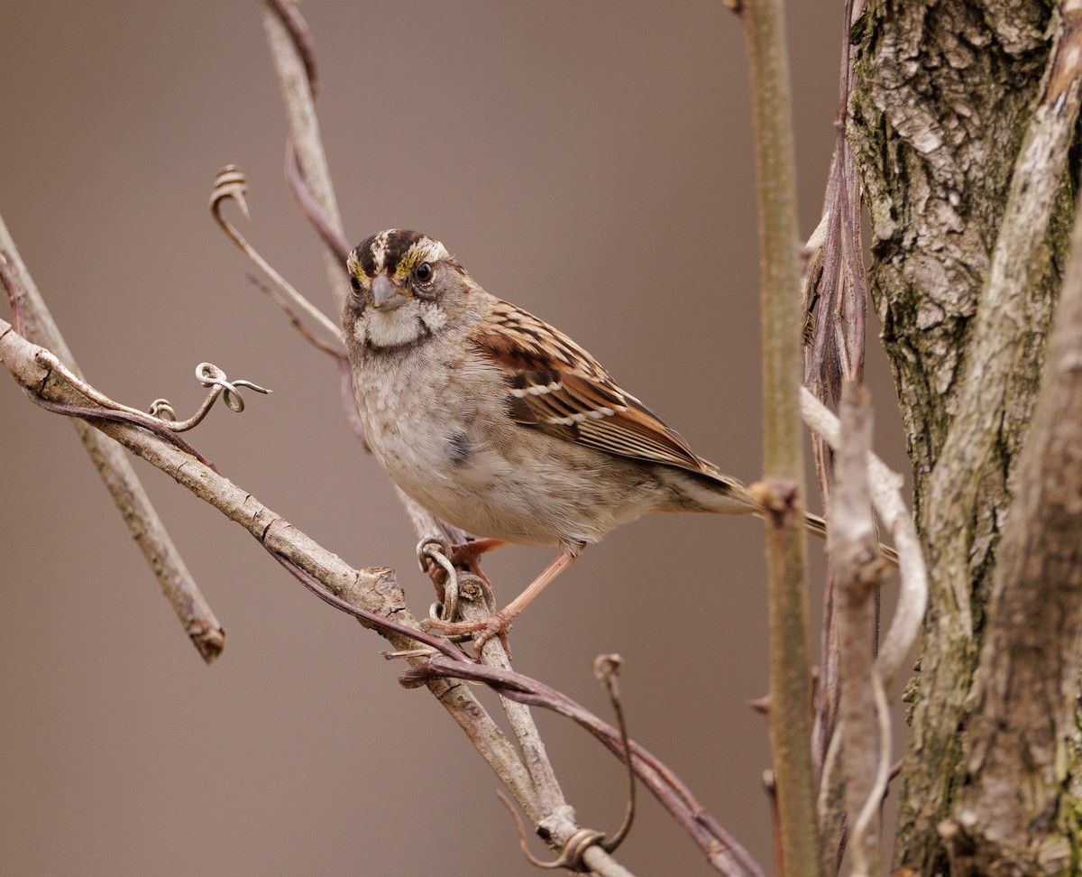 White-throated Sparrow - Ian McDonald