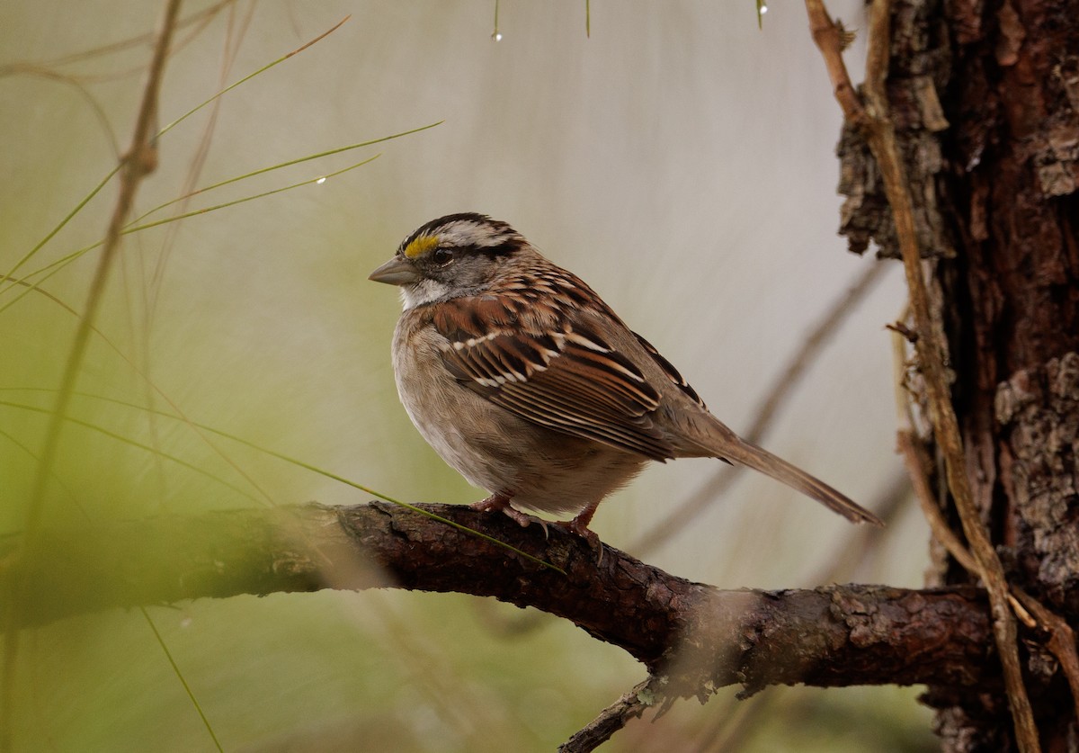 White-throated Sparrow - ML549661011