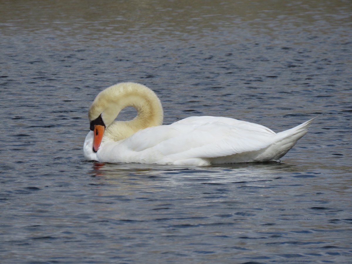 Mute Swan - ML54966481