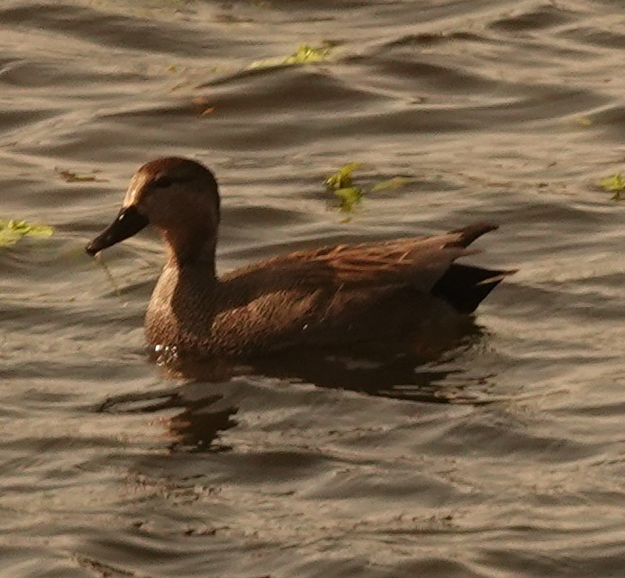 Green-winged Teal - ML549666781