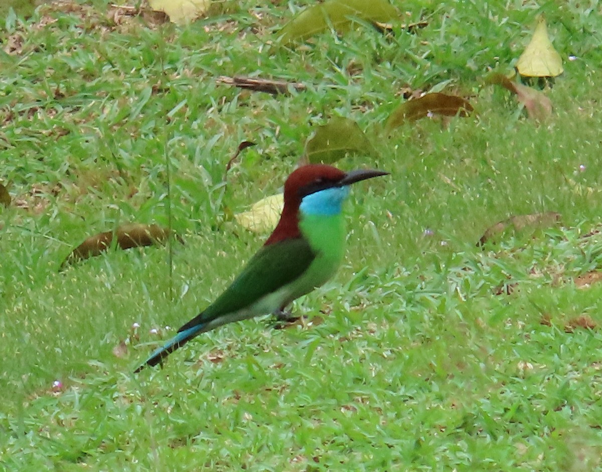 Blue-throated Bee-eater - ML549668881