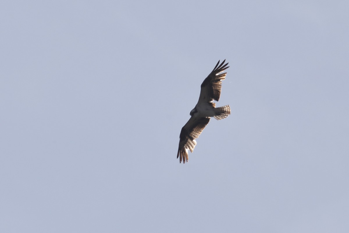 Balbuzard pêcheur - ML549669111