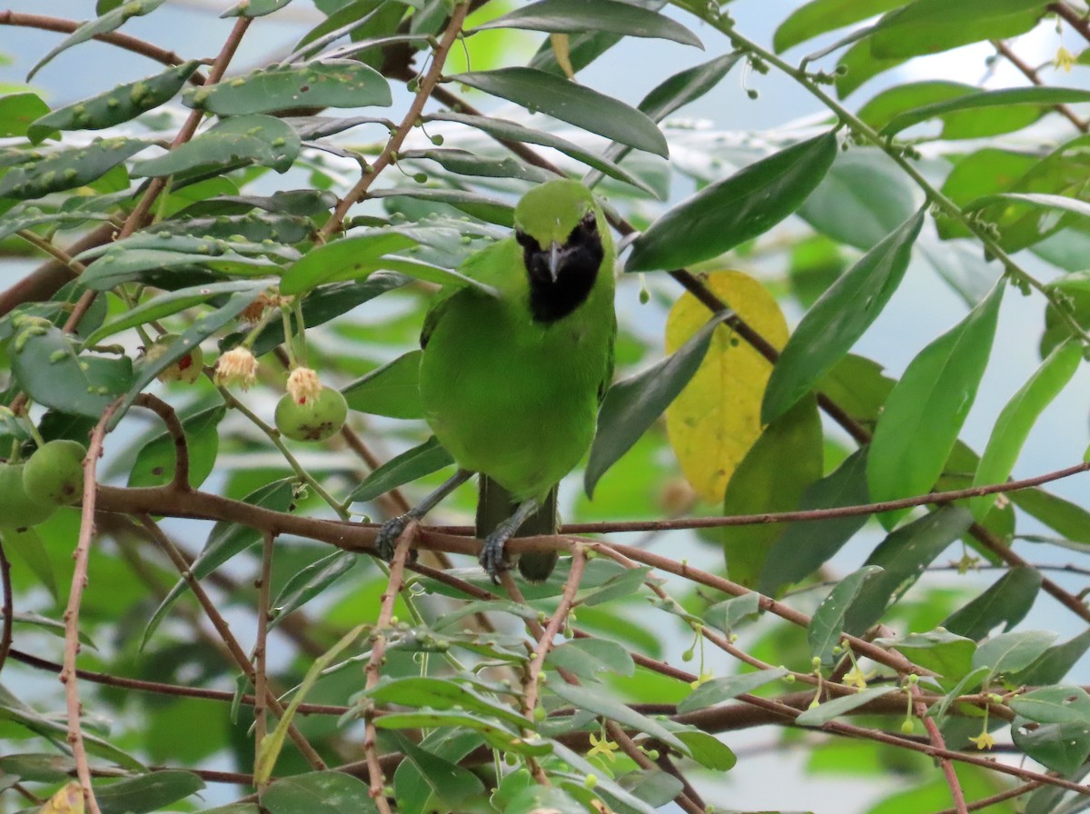 Lesser Green Leafbird - ML549669811