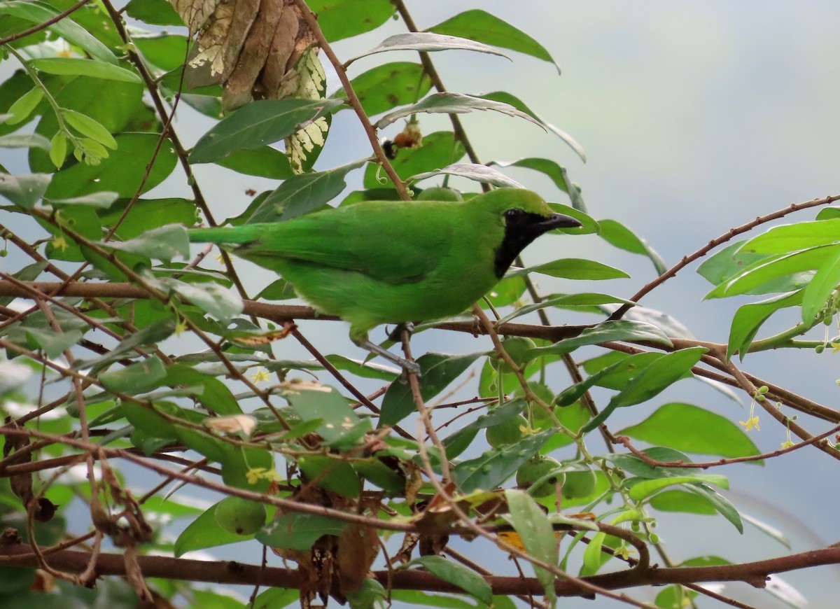 Lesser Green Leafbird - ML549669821