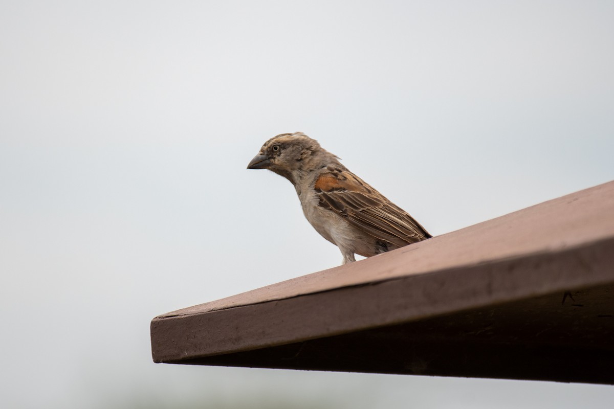 Kenya Rufous Sparrow - ML549671451