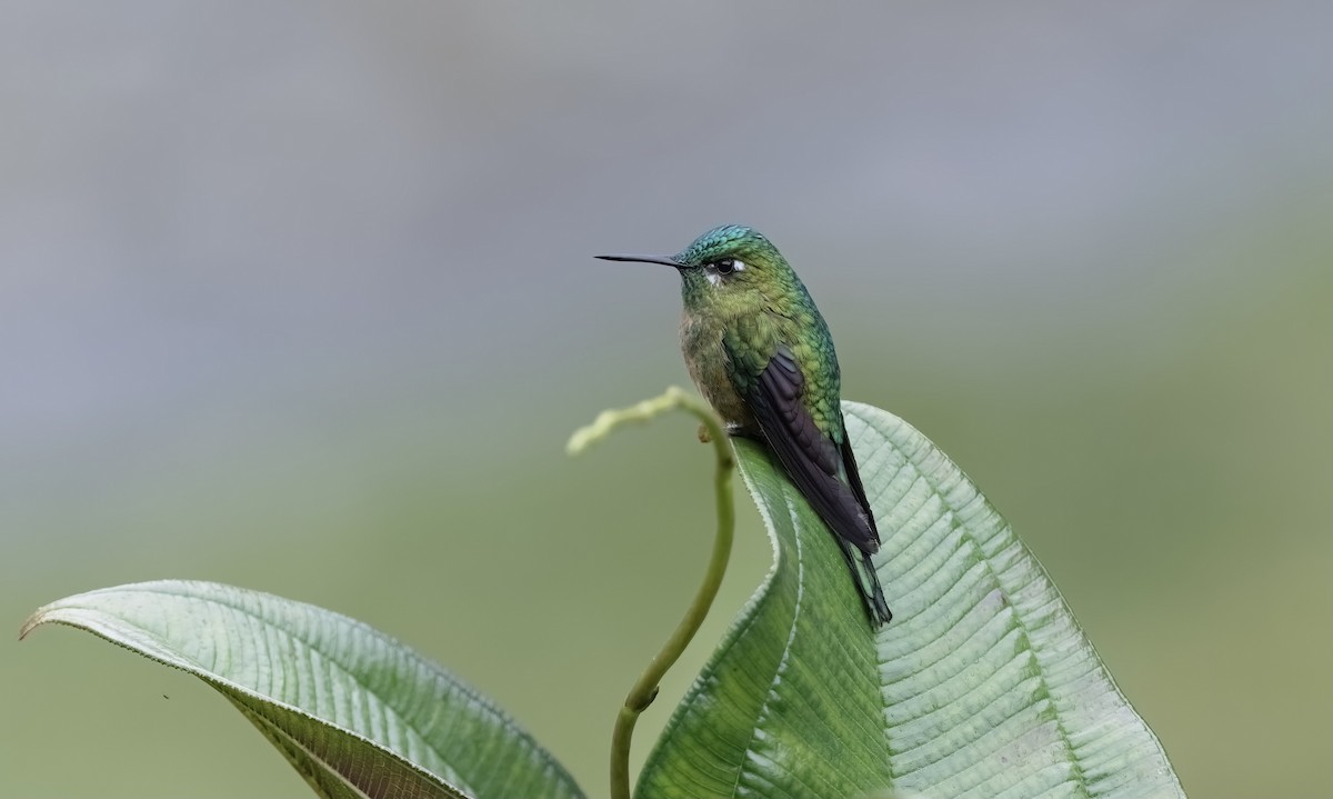 Long-tailed Sylph - ML549673691