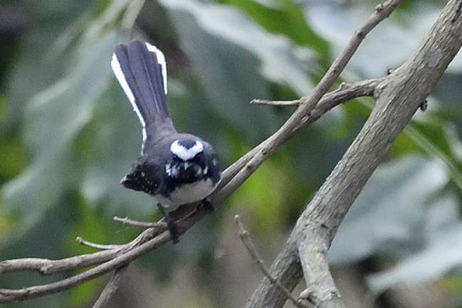 White-browed Fantail - ML549674381