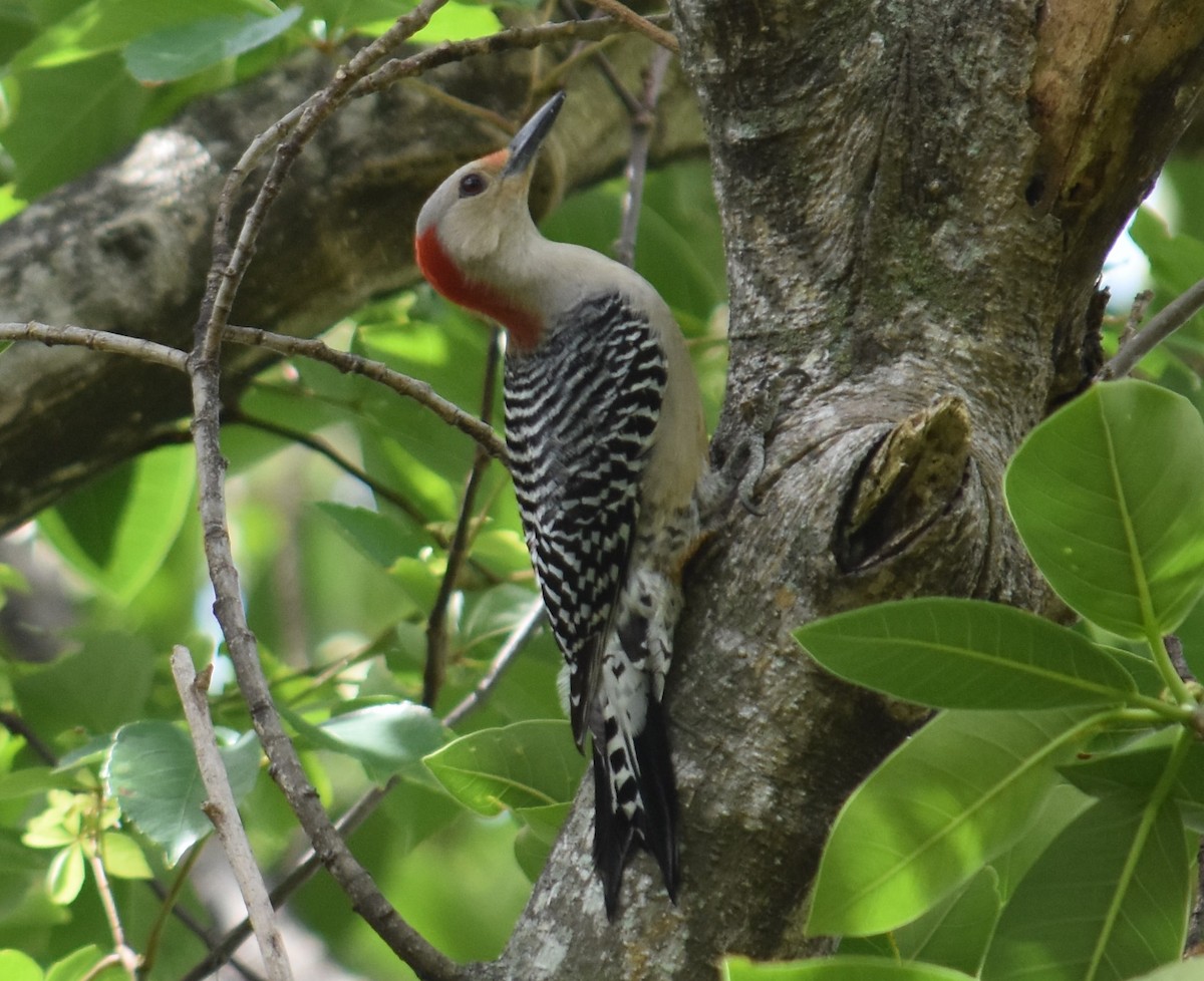 Red-bellied Woodpecker - Chuck Hignite