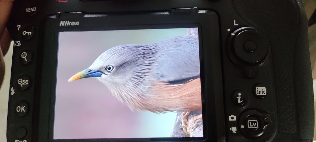 Chestnut-tailed Starling - ML549677121