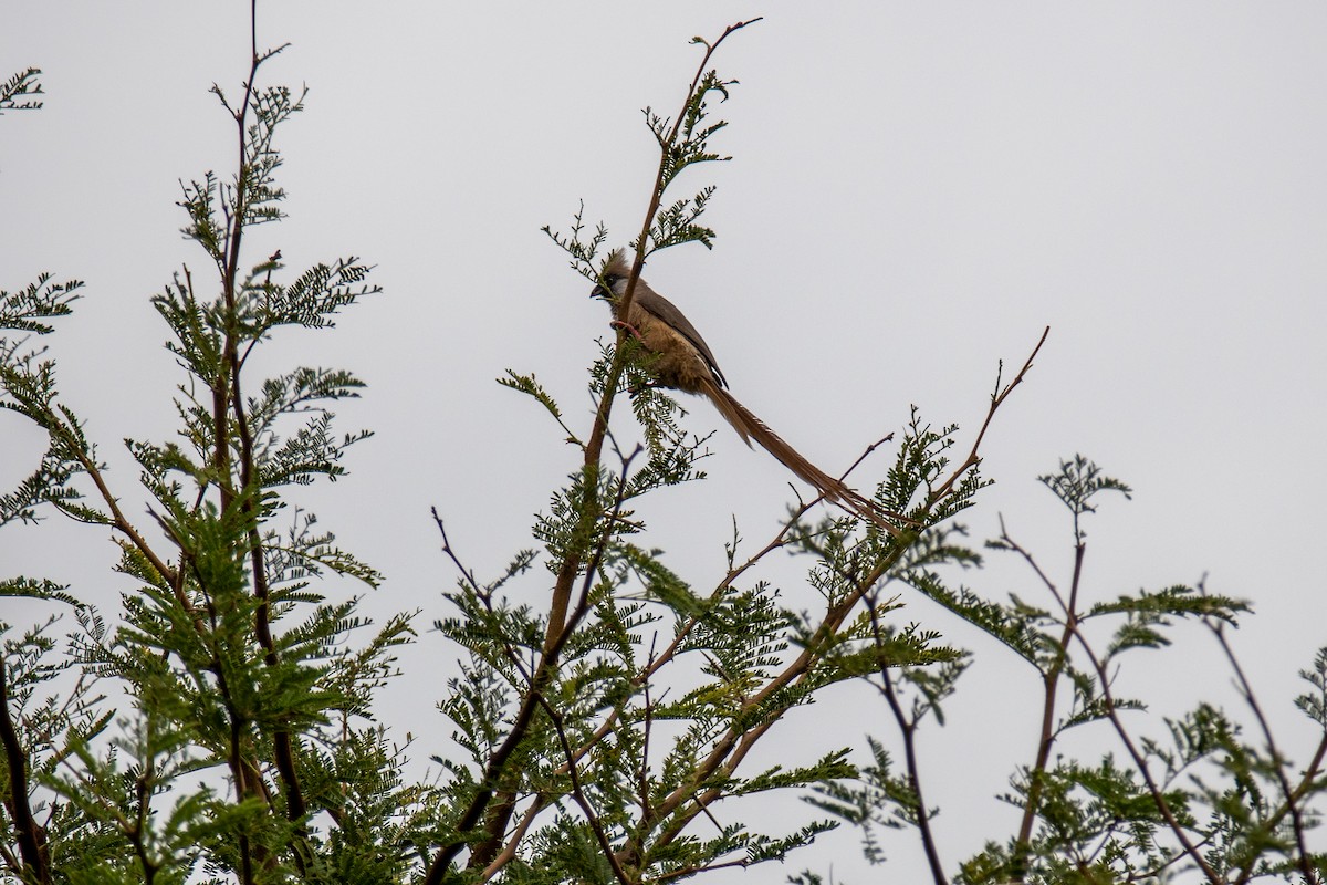 Speckled Mousebird - ML549679831