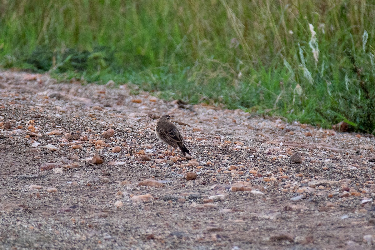 African Pipit - ML549679861