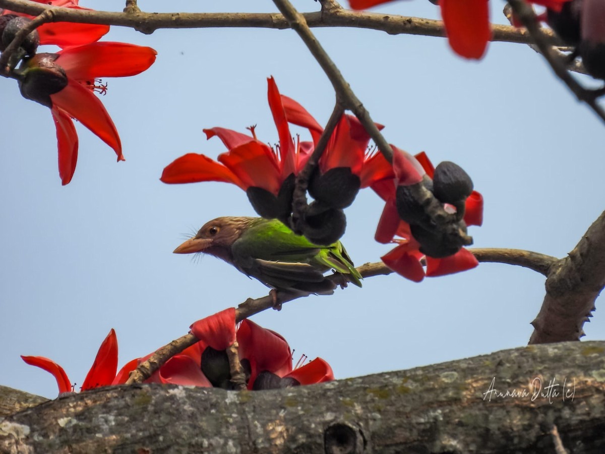 Lineated Barbet - ML549681981