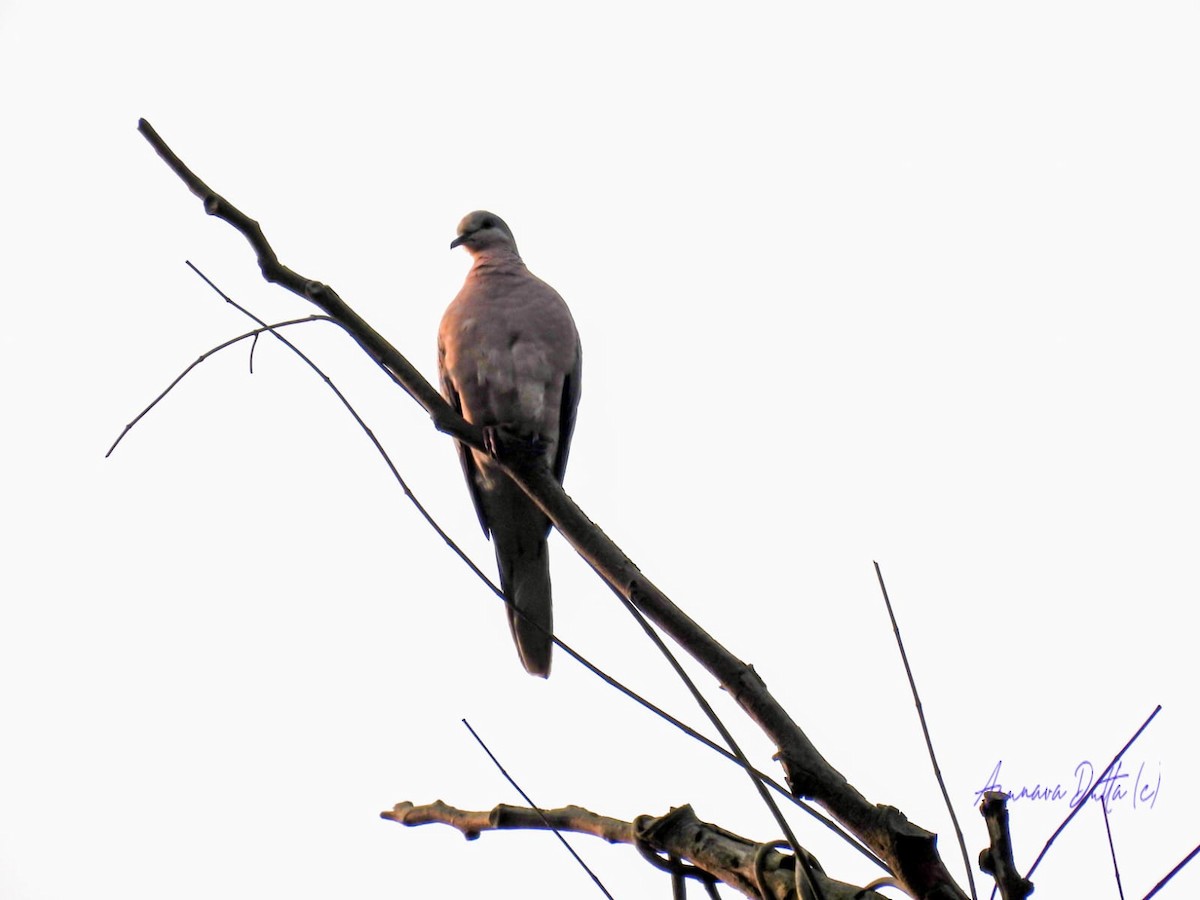 Red Collared-Dove - ML549682091