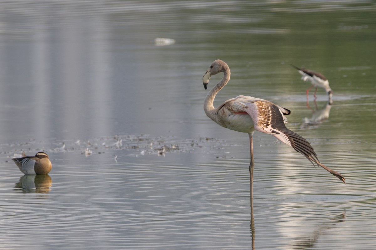 Greater Flamingo - Vikram S