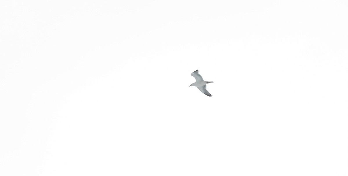 Herring Gull (European) - ML549687631