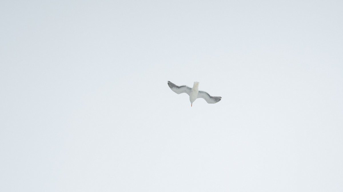 Herring Gull (European) - ML549687641